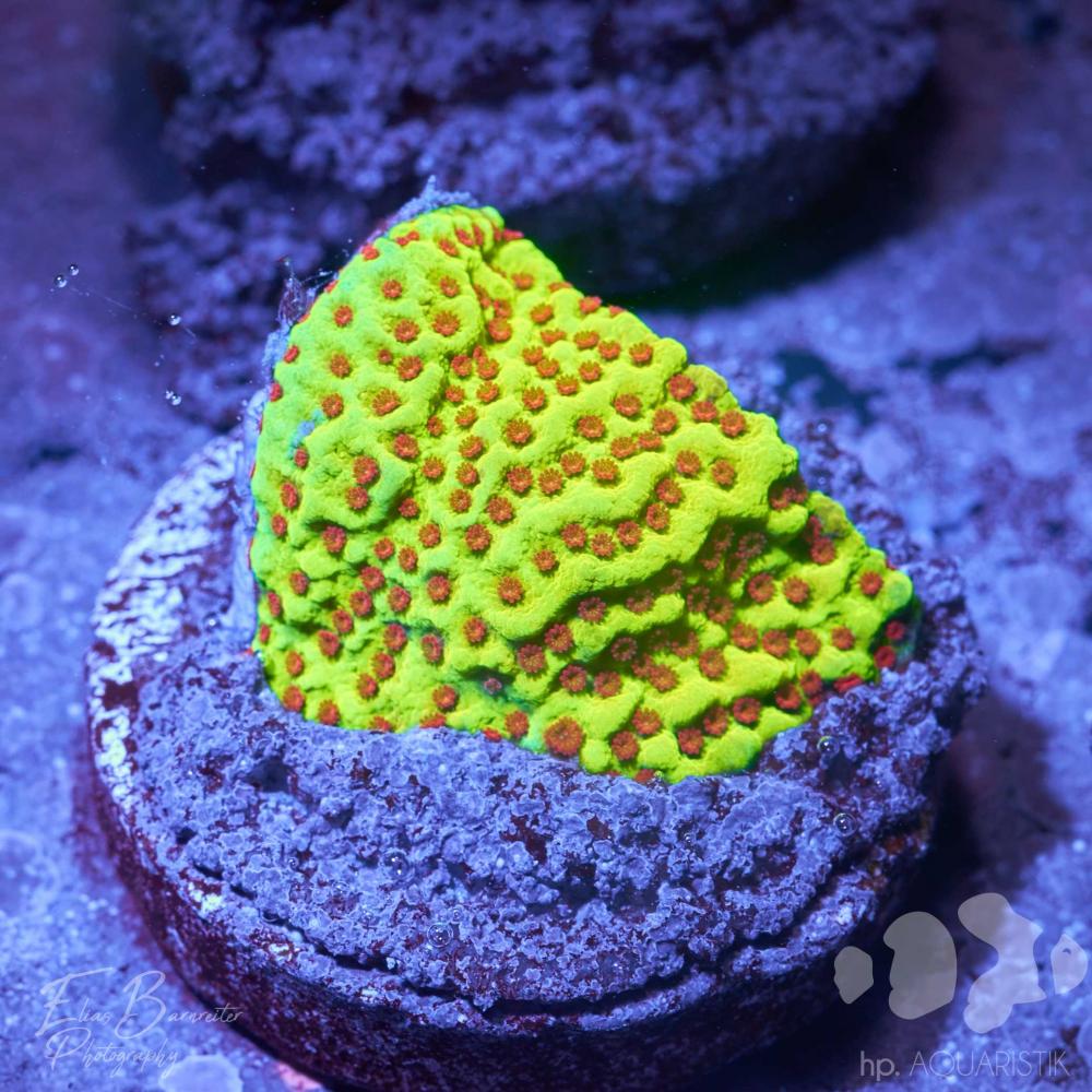 Montipora Yellow Strawberry